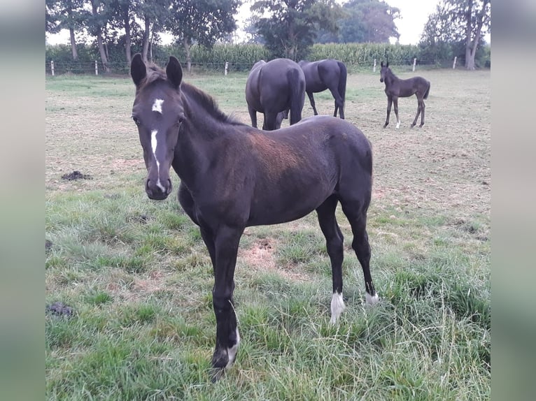 Oldenburg Stallion Foal (04/2025) Black in Essen (Oldenburg)