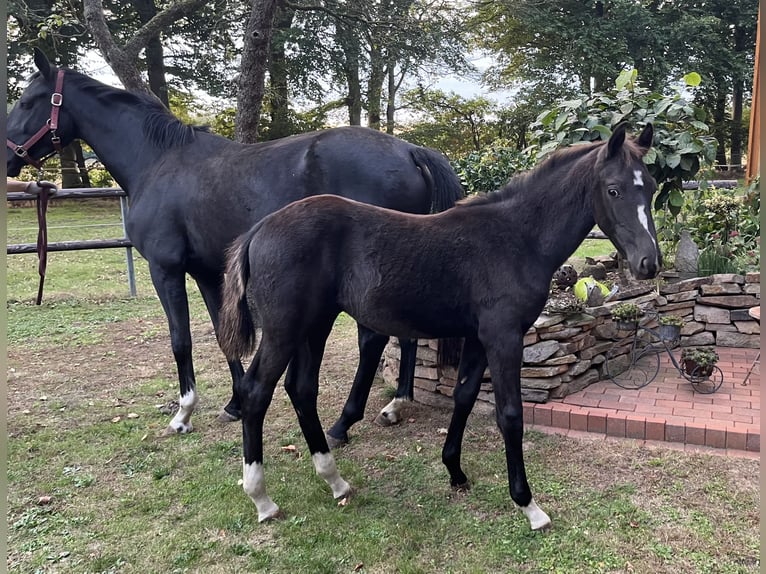 Oldenburg Stallion Foal (04/2025) Black in Essen (Oldenburg) Oldenburg Stallion Foal (04/2025) Black in Essen (Oldenburg)
