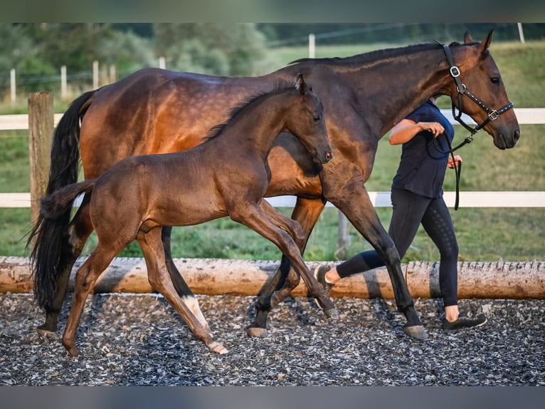Oldenburg Stallion Foal (05/2025) Black in Affoltern am Albis