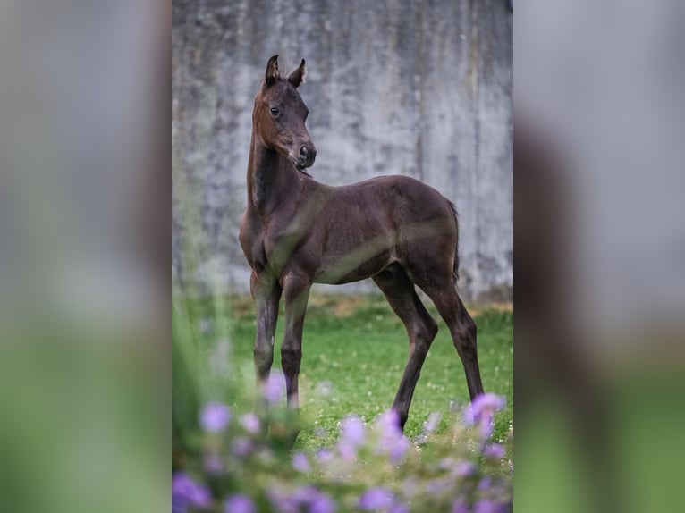 Oldenburg Stallion Foal (05/2025) Black in Affoltern am Albis