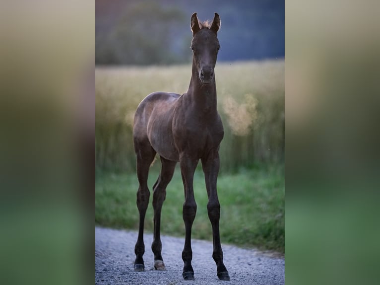 Oldenburg Stallion Foal (05/2025) Black in Affoltern am Albis