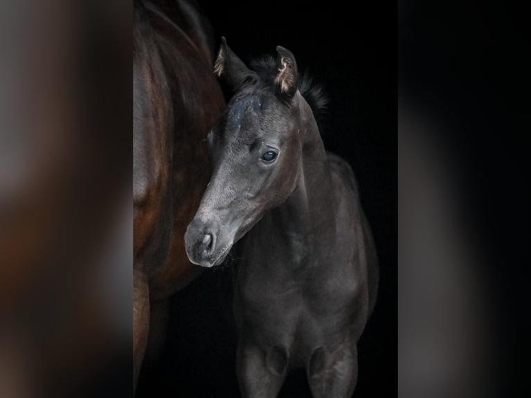 Oldenburg Stallion Foal (05/2025) Black in Affoltern am Albis