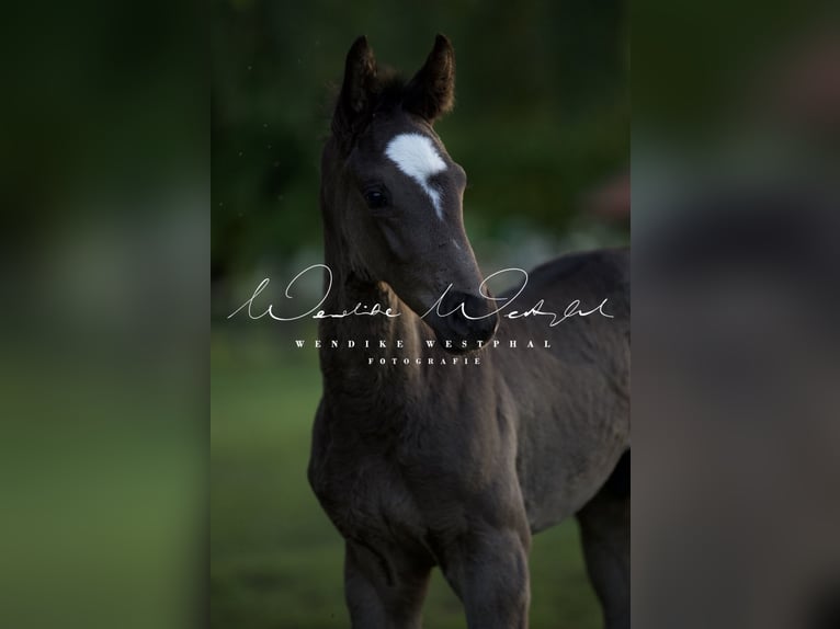 Oldenburg Stallion Foal (04/2026) Black in Schlitz