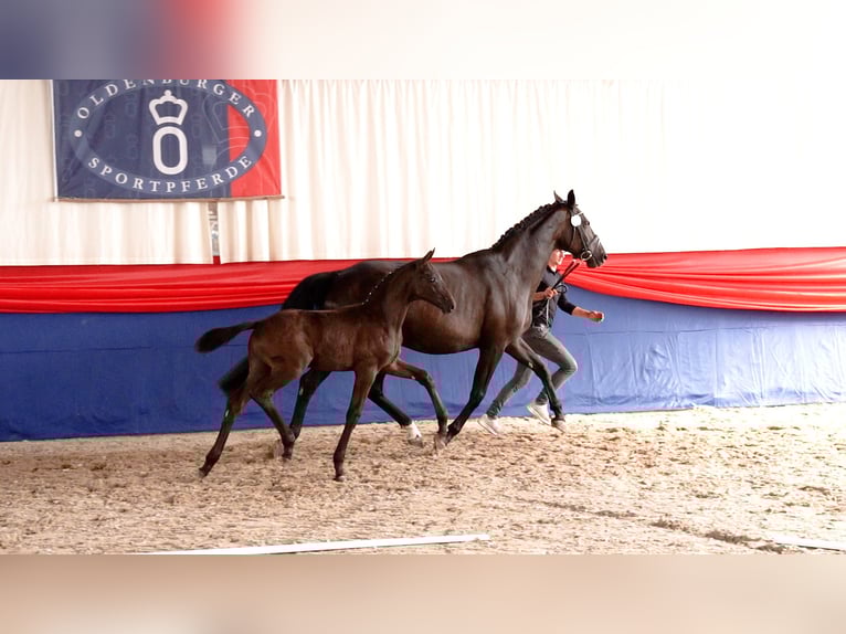 Oldenburg Stallion  Black in Fehrbellin Protzen