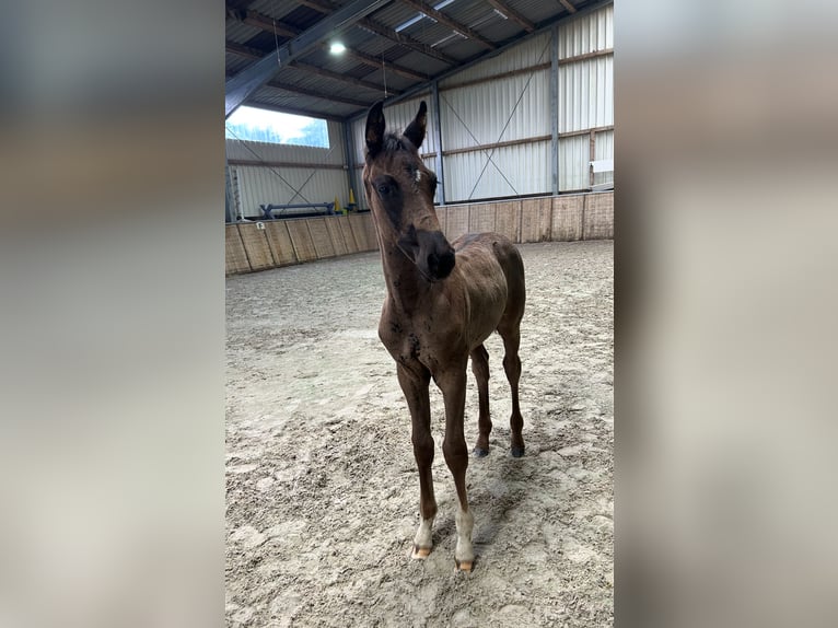 Oldenburg Stallion Foal (06/2025) Black in Hesel