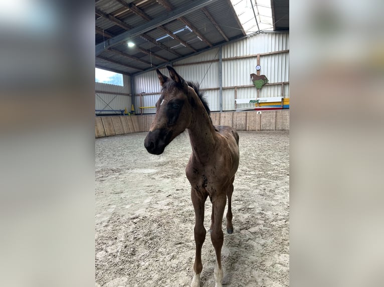 Oldenburg Stallion Foal (06/2025) Black in Hesel