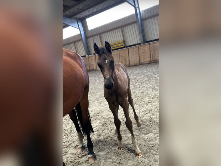 Oldenburg Stallion Foal (06/2025) Black in Hesel