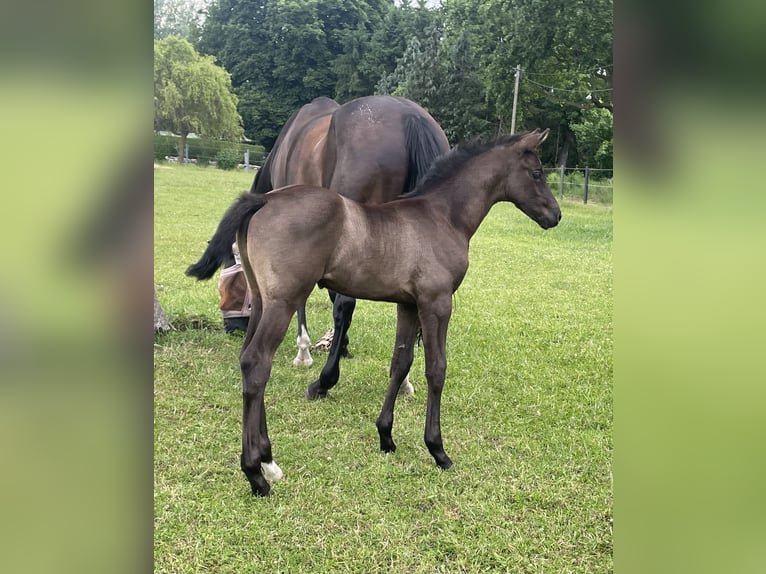 Oldenburg Stallion Foal (05/2026) Black in Hohen Viecheln OT Moltow