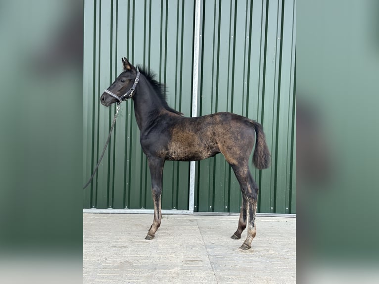 Oldenburg Stallion Foal (05/2023) Black in Hohenhameln