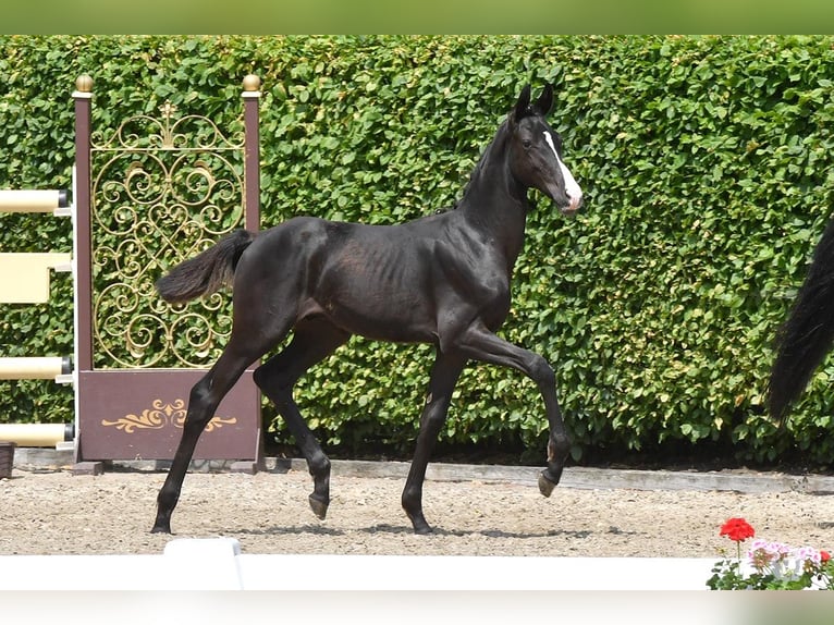 Oldenburg Stallion Foal (02/2023) Black in Holdorf