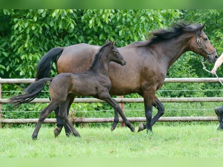 Oldenburg Stallion  Black in Kettig