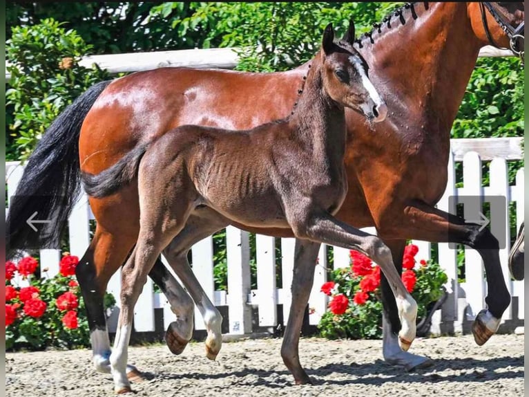 Oldenburg Stallion Foal (04/2026) Black in Löningen