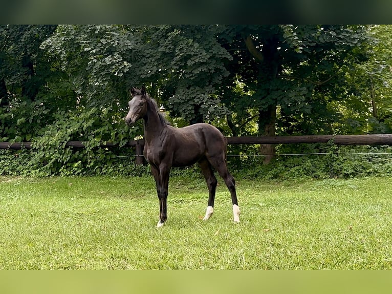 Oldenburg Stallion Foal (04/2025) Black in Neulengbach