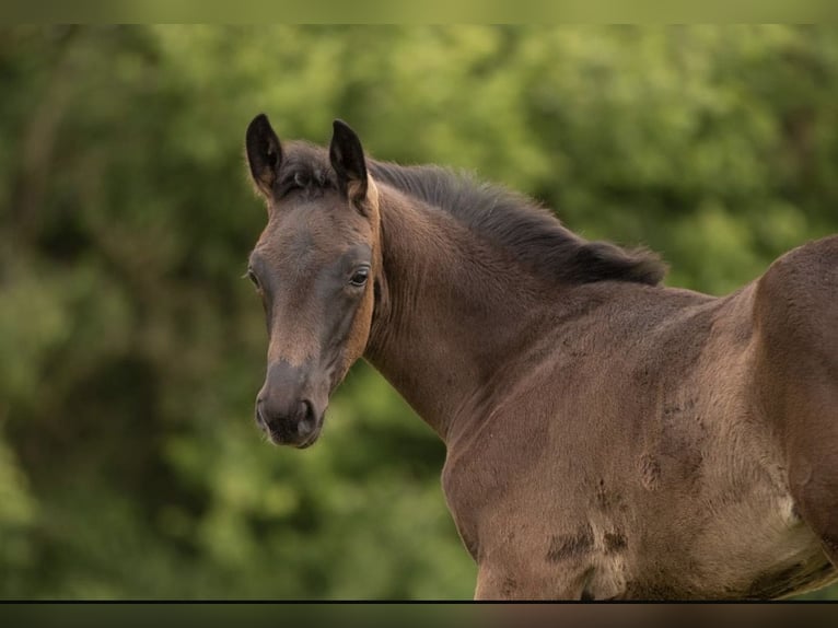 Oldenburg Stallion Foal (04/2026) Black in Rosdorf