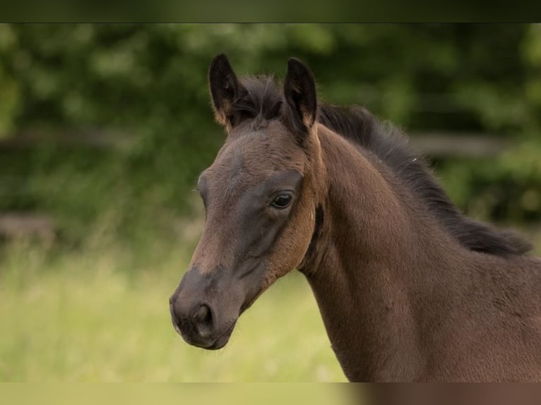 Oldenburg Stallion Foal (04/2026) Black in Rosdorf