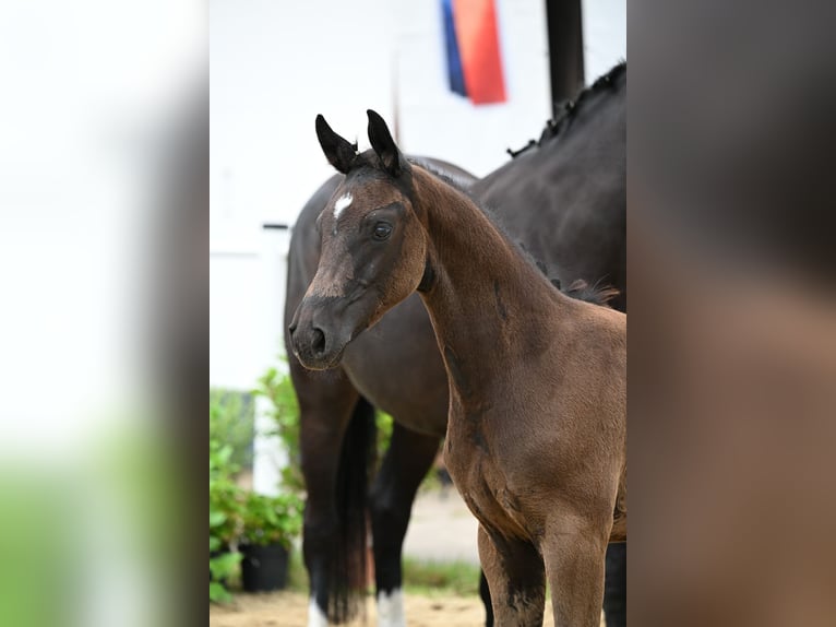 Oldenburg Stallion Foal (04/2026) Black in Seeheim-Jugenheim