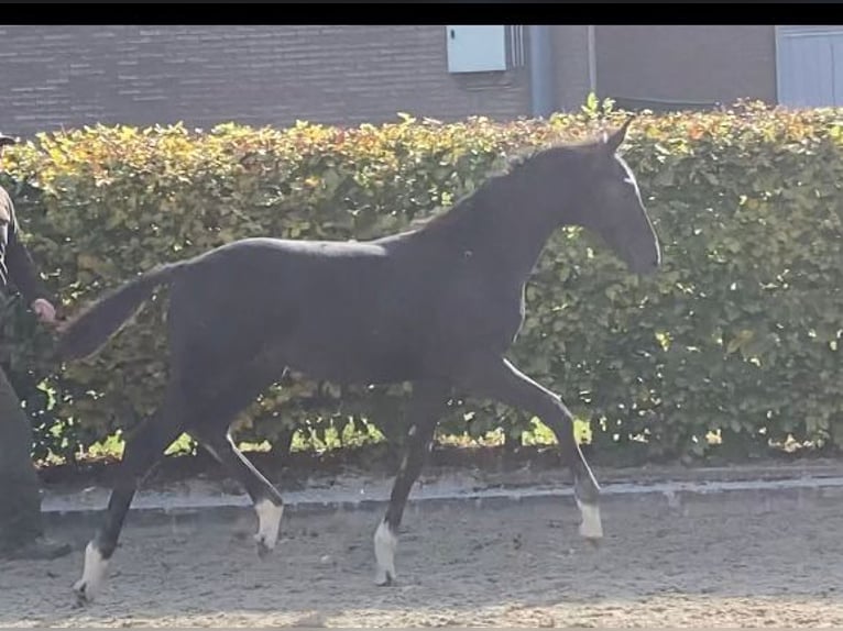 Oldenburg Stallion Foal (01/2024) Black in selfkant