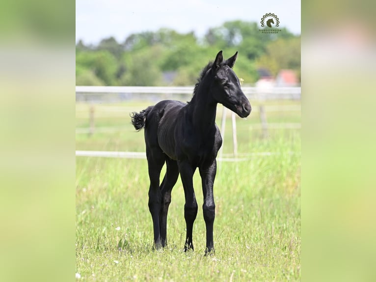 Oldenburg Stallion Foal (05/2026) Black in Reichenwalde