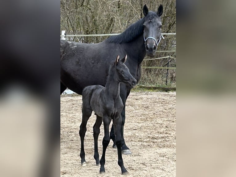Oldenburg Stallion Foal (03/2026) Black in Murr