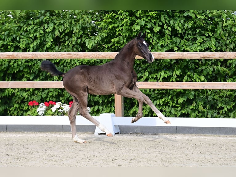 Oldenburg Stallion Foal (02/2024) Black in Wülfrath