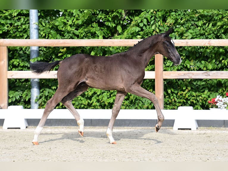 Oldenburg Stallion Foal (02/2024) Black in Wülfrath