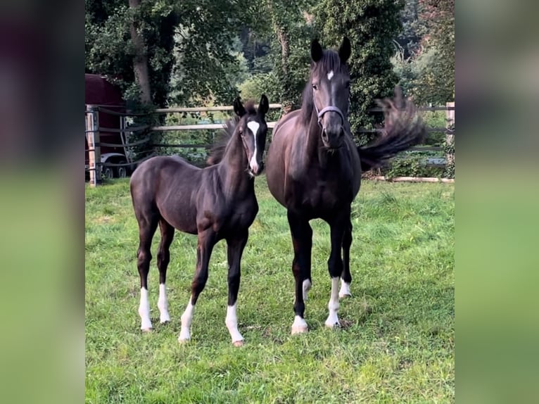 Oldenburg Stallion Foal (05/2024) Black in Stemwede