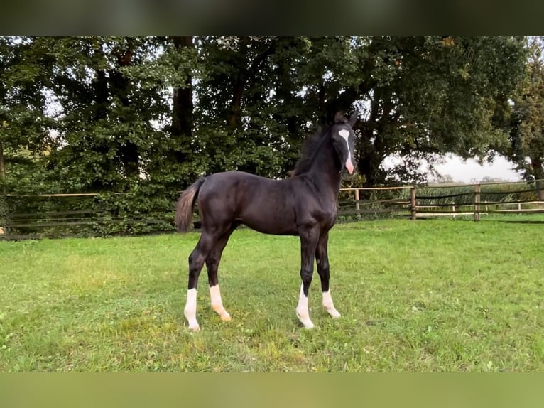 Oldenburg Stallion Foal (05/2024) Black in Stemwede