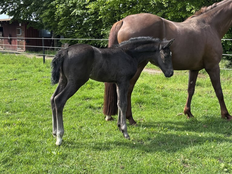 Oldenburg Stallion Foal (04/2026) Black in Stuhr