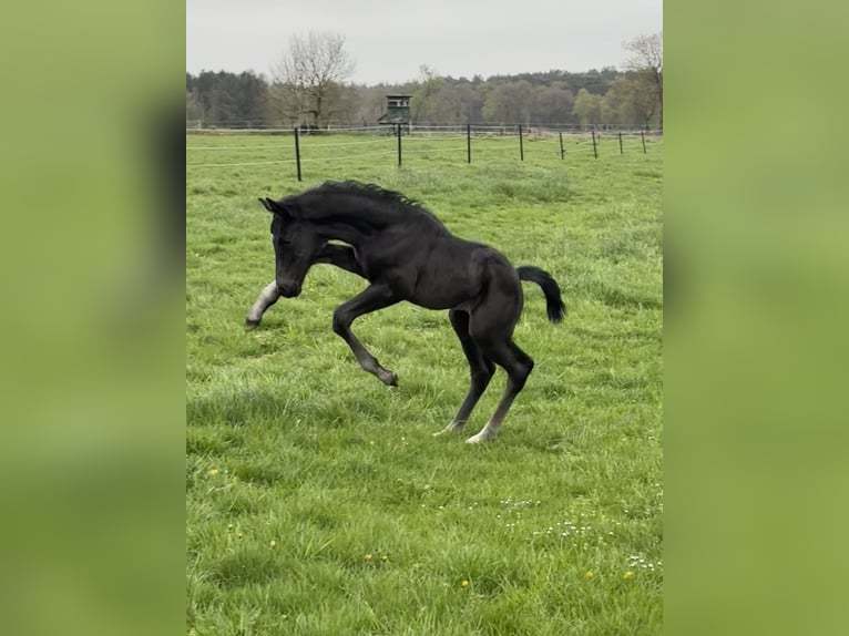 Oldenburg Stallion Foal (04/2026) Black in Stuhr