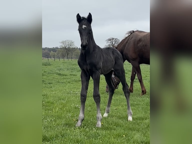 Oldenburg Stallion Foal (04/2026) Black in Stuhr