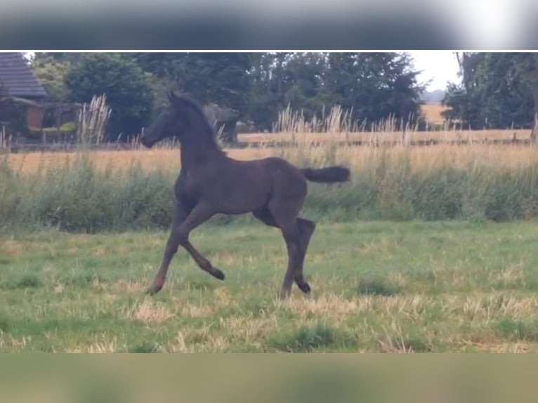 Oldenburg Stallion Foal (05/2026) Black in Twistringen