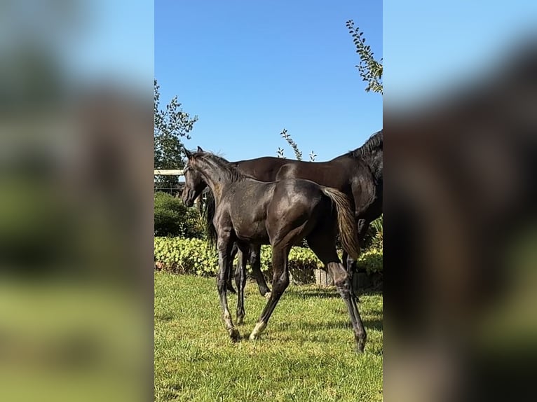 Oldenburg Stallion Foal (04/2025) Black in Vechta