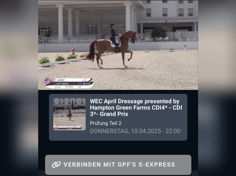 Oldenburg Stallion Foal (04/2025) Black in Vechta