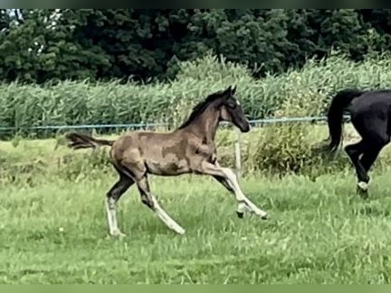 Oldenburg Stallion Foal (04/2025) Black in Vechta