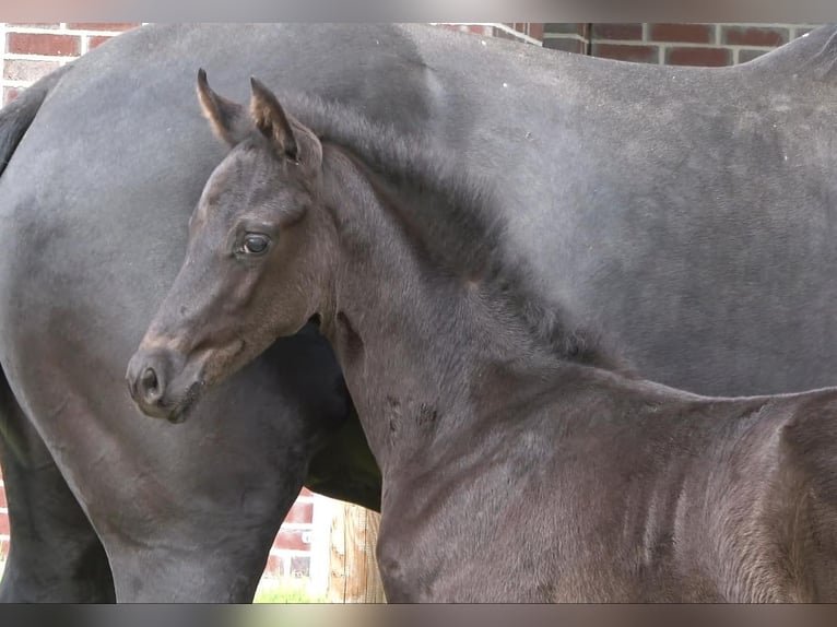Oldenburg Stallion Foal (04/2026) Black in Visbek