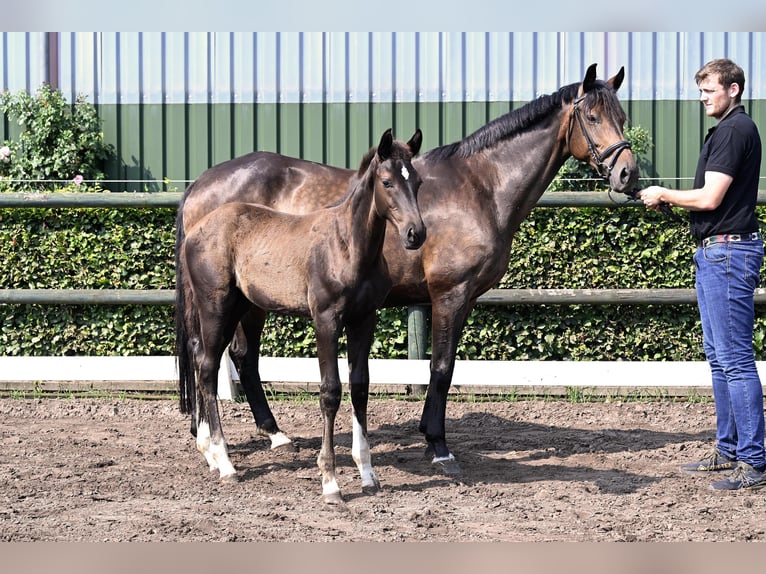 Oldenburg Stallion Foal (04/2026) Black in Vrees