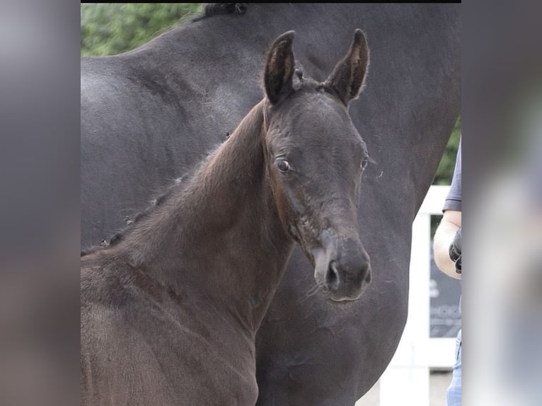 Oldenburg Stallion Foal (05/2026) Black in Wangerland Hohenkirchen
