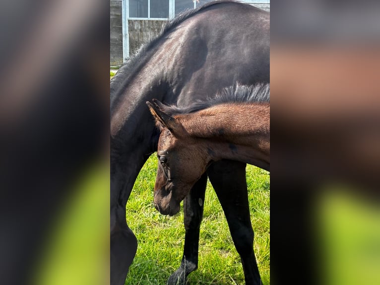 Oldenburg Stallion Foal (05/2026) Black in Wangerland Hohenkirchen