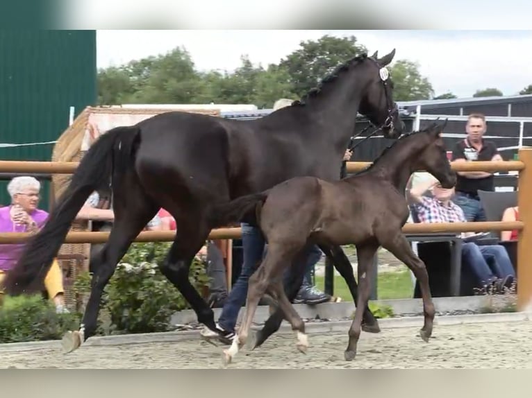 Oldenburg Stallion  Black in Westerstede