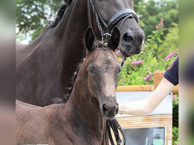 Oldenburg Stallion  Black in Westerstede