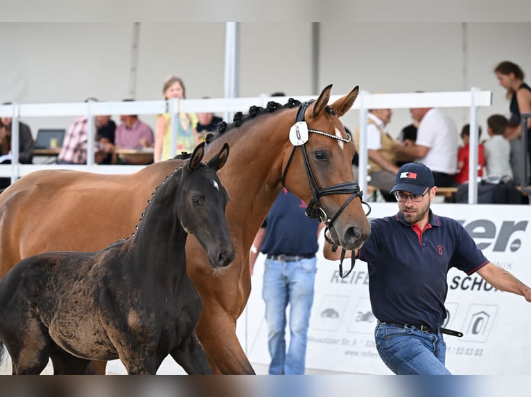 Oldenburg Stallion Foal (01/2025) Black in Witzleben