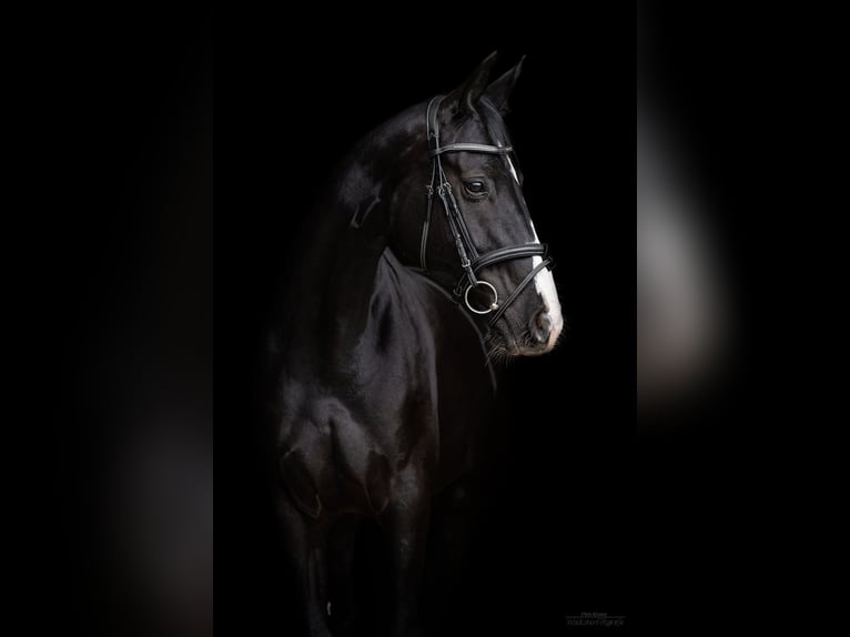 Oldenburg Stallion Foal (03/2023) Black in Wülfrath
