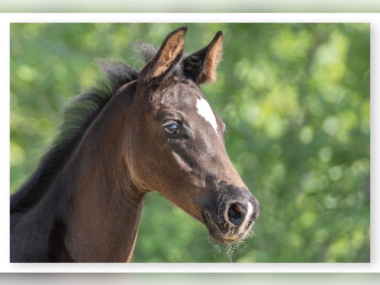 Oldenburg Stallion Foal (03/2023) Black in Wülfrath