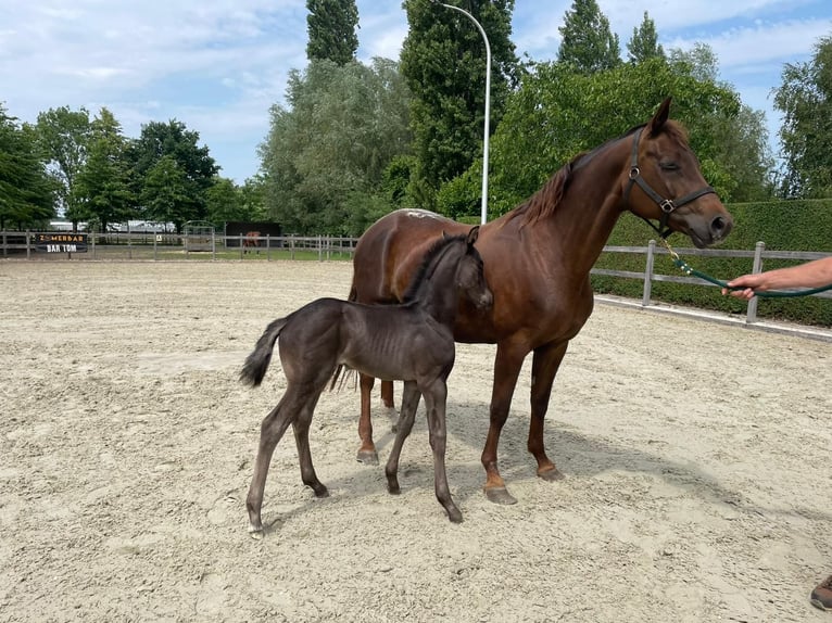 Oldenburg Stallion  Black in Zaffelare