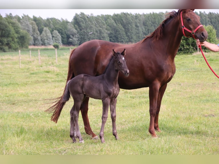Oldenburg Stallion  Black in Zaffelare