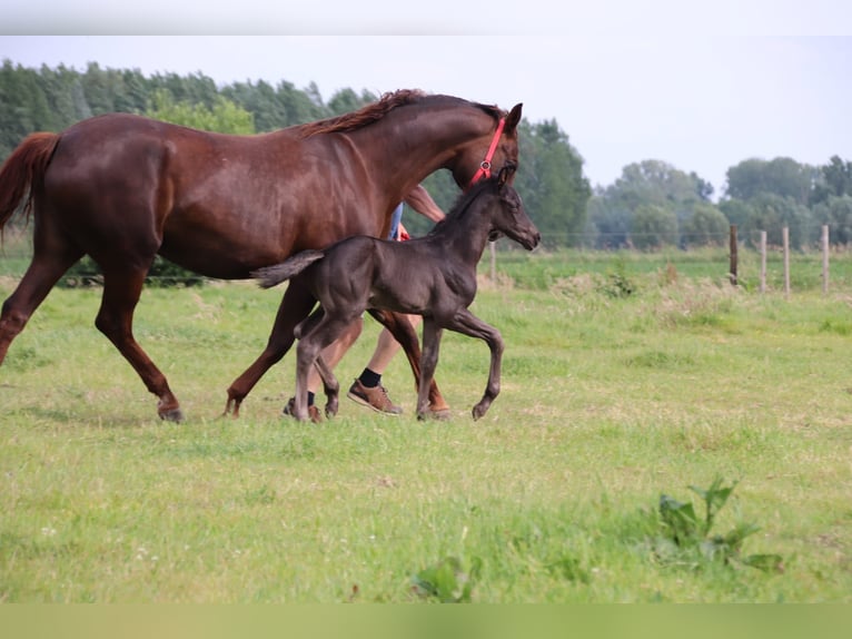 Oldenburg Stallion  Black in Zaffelare