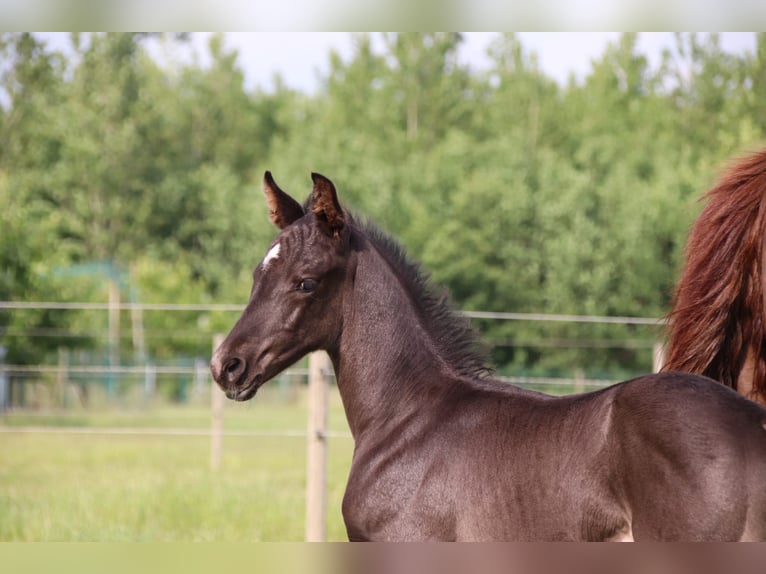 Oldenburg Stallion  Black in Zaffelare