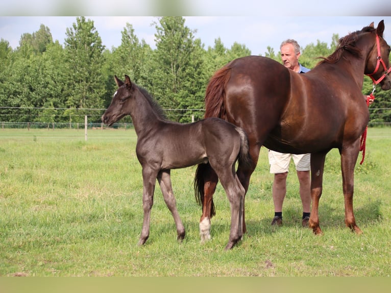 Oldenburg Stallion  Black in Zaffelare