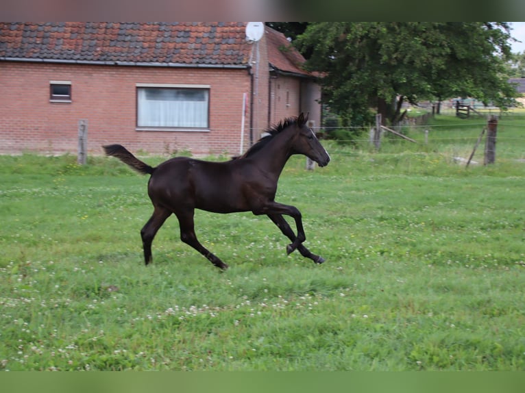 Oldenburg Stallion Foal (04/2024) Black in zaffelare