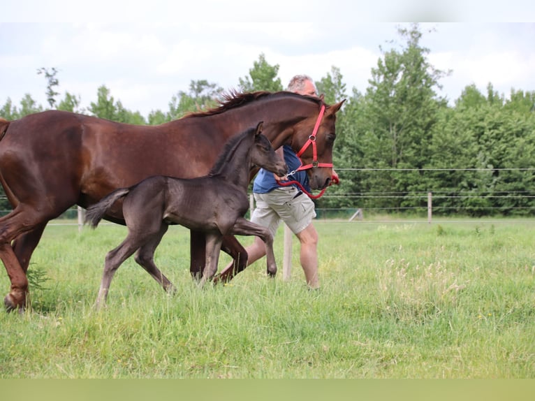 Oldenburg Stallion  Black in Zaffelare